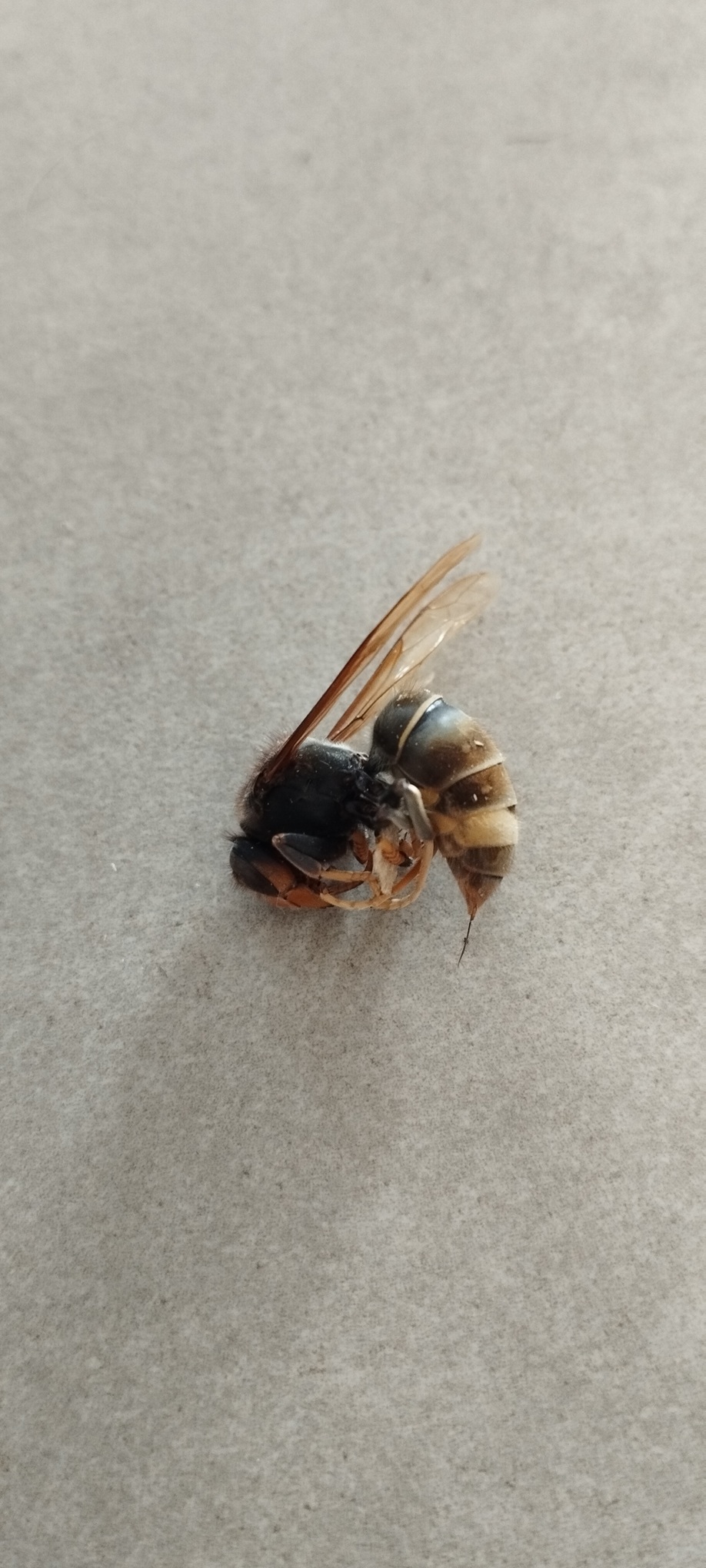 dard frelon asiatique